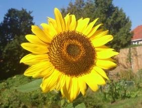 sunflowersmall
